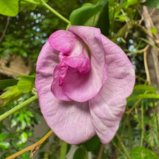 Clitoria ternatea 'Double Pink' Se eds, Double Butterfly Pea Pink Flower picture