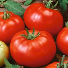 Beefsteak Tomato Seeds | Heirloom / Non-GMO |  | Seed Store | 1020 picture