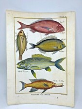 Fish 1750-80 Nice Hand Colored Prints by Diderot and Prevost 2 Engravings picture