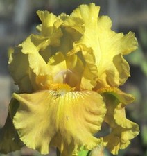 PICK YOUR BEARDED IRIS - CHOOSE FROM 100+ DIFFERENT VARIETIES BULBS RHIZOMES picture