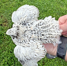15+ RARE Pearl Fee Quail Hatching Eggs NPIP AI Free picture