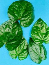 Betel Herbal Dried Organic leaves length 8cm (piper betle) (2 Betel nut free) picture