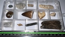 Labeled 12 REAL Fossil Lot Collection MOSASAUR, DINOSAUR, ICE AGE, SHARK TOOTH picture