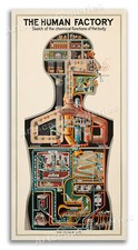1931 The Human Factory - Vintage Industrial Anatomy Poster - 12x24 picture