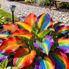 100PCS Rainbow Hosta Seeds – Colorful Perennial Shade Loving Foliage Plant Seeds picture