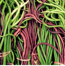 25+ Yard Long Bean Seeds Asian Chinese Long Noodle String Beans Productive USA picture