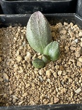adromischus marianiae cv picture