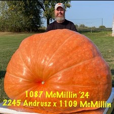 Atlantic Giant Pumpkin Seeds 1087 McMillin’24 (2245 Andrusz X 1109 McMillin)$35 picture