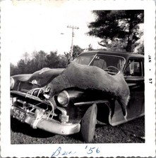 Vtg 1957 Photo Man Hunter Buck Deer Car Hunting Trophy License Plate 1950s picture