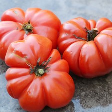 Rosso Sicilian Tomato Se eds, Organic Heirloom Tomatoes, Solanum lycopersicum picture