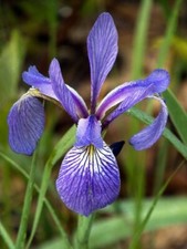 Wild Iris Bare-root (Iris cristata - Dwarf Crested Iris) picture