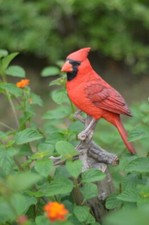 Cardinal on Stump Male/Female/Couple Garden Bird Statue Resin Home Decor picture