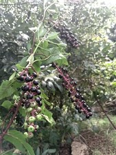Pokeweed Seed  (Phytolacca americana) ~  100 to 100,000 seeds ~ bulk poke seed picture