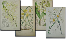 Set 4 Antique Orchid Prints 1867-1914 Curtis Botanical Magazine Hand-Colored picture