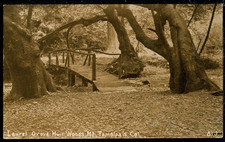 1911 Muir Woods Laurel Grove Mt Tamalpais CA Vintage Mitchell 813 Postcard M2157 picture