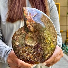 2.53LB  Rare natural polished Natural conch fossil specimens of Madagascar picture