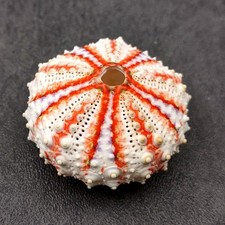 Deep Water Philippine Sea Urchin Seashell (1 urchin approx. 0.5+ inch) Colorful picture