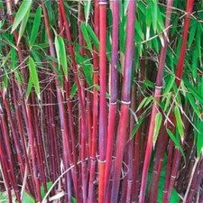 25 Red Bamboo Seeds Privacy Plant Garden Shade Exotic Screen 381 US SELLER picture