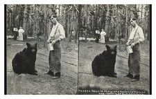 Yellowstone Shaw and Powell Camp Standard Postcard picture
