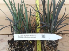 Black Mondo Grass potted plants - (Ophiopogon planiscapus Nigrescens) picture