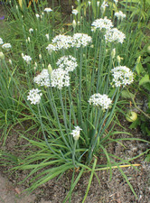 Garlic Chives Live Plant - 4 Inch Pot - Fully Rooted Culinary Herb  picture