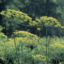 Mammoth Long Island Dill Seeds, Heirloom, NON-GMO, Leafy Foliage,  picture