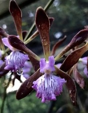 Encyclia Randy Jamaican X Orchid Jungle BS Fragrant Orchid Eros Hybrid 4” Pot picture