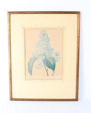 Antique P J Redoute 