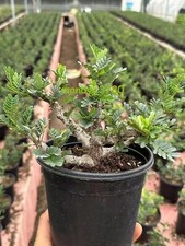 Multi Heads Succulent  Plant Senna meridionalis seedgrowth high10-12CM picture