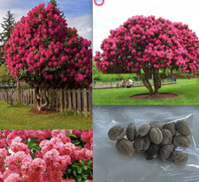 20 EXOTIC rare CHERRY TREE SEEDS for garden flower bloom blossom USA SELLER USPS picture