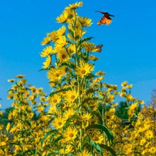 Sunflower MAXIMILIAN Perennial Flowers Butterflies Finches USA Non-GMO 100 Seeds picture