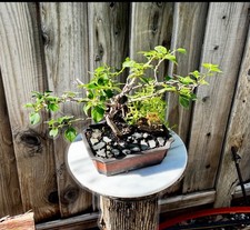 15 Y.O. BOUGAINVILLEA BONSAI  IN 10” CERAMIC POT. WHITE & PINK FLOWERS picture