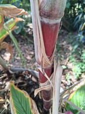 *LOUISIANA HEIRLOOM  RED SUGARCANE  SYRUP  3 CUTTINGS FRESH * picture