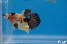 ULTRA RARE I BETTA FANCY COPPER GALAXY HMPK BUMBLEBEE | BOM-B27 picture