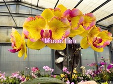 Phalaenopsis Yellow Freed - Peloric picture