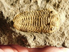 Big 400 Million Year Old Austerops Sp. TRILOBITE Fossil 100% Natural 753gr picture
