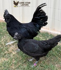 (12+) Ayam Cemani Fertile Hatching Eggs from Quality NPIP Breeder picture