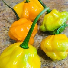 Genuine 100% Jamaican Scotch Bonnet Pepper pods Organically Grown picture
