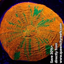 WYSIWYG Captive Bred Reverse Bleeding Apple Scolymia Australis LPS Coral (S) picture
