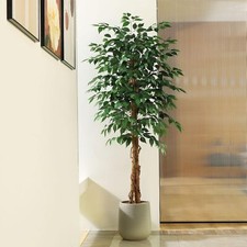  Colourtree Artificial Ficus Tree,Silk Fake Ficus Tree in Plastic Nursery Pot picture