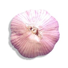 Fresh Organic Heirloom GARLIC Bulbs Chesnok Red Plant or Eat 3 bulbs - 10 lbs picture