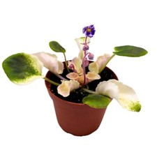Harmony's Purple Passion Variegated African Violet, 4 inch, Purple Flower Saintp picture