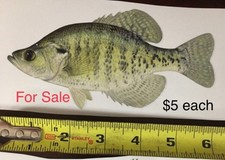 Crappie Decal 6 inch gray and white realistic looking by Crappie Pro Bead Jigs picture