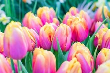 Pink Passion Tulip Bulbs for Planting picture