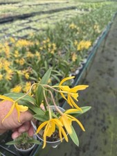Vaughnara Fiftieth Anniversary Richard Mueller Hybrid Orchid plant 4” FRAGRANT ~ picture