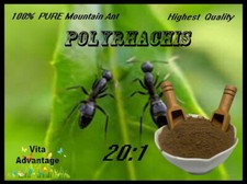Mountain Ant Vicina Roger POLYRHACHIS 20:1 High Potency Extract Powder 1LB picture