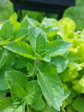 Green Leaf Holy Basil Seeds, NON-GMO, Rama Tulsi, Ayurveda,  picture