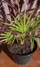 Brahea Moorei - Cold Hardy 10F - LIVE - Rare - Dwarf Rock Palm Tree - Tropical picture