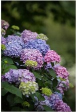 PLANTA PARA CASA OUTDOOR NATURAL FLORES VIVAS ETERNAL SPRING; PURPURA picture