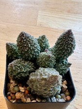 Adromischus Marianiae  herrei ex Hammer succulent cactus picture
